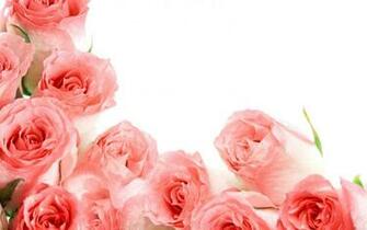 Roses Jpg