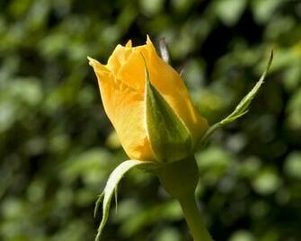 Yellow Rose Flowers Flower HD Wallpaper Image Pictures Tattoos