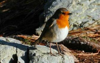 Nature Winter Red Birds Animals Wallpaper