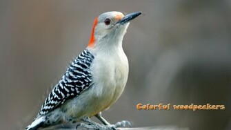 Colorful Woodpecker HD Wide Wallpaper Choice