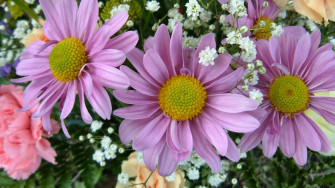 Floral Desktop Wallpaper