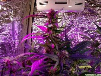 Go Back Image For Purple Kush Wallpaper