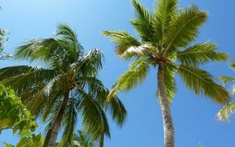 Two Palm Trees Wallpaper HD Desktopinhq