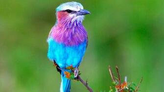 Bird Animal Beautiful Wild Wings Exotic Birds Wallpaper