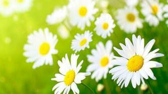 White Daisy Wallpaper Colors