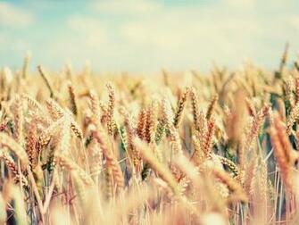 Wallpaper Field Spikes Sky Bright Mellow
