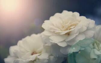 White Peony Wallpaper