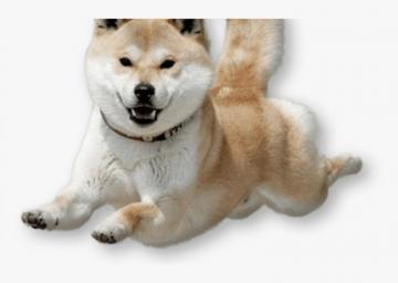Dogecoin Doge Lacey The Pap Shiba Inu Transparent Background