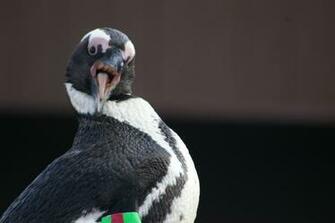 Penguins Image What S Up HD Wallpaper And Background Photos