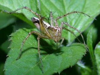 Lynx Spider Wallpaper