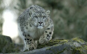 Snow Leopard Wallpaper