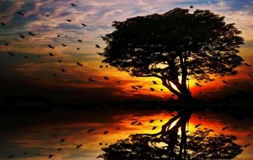 Wallpaper Sunset Birds Tree Silhouette Image For Desktop