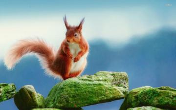 Animal Squirrel Wallpaper Pictures