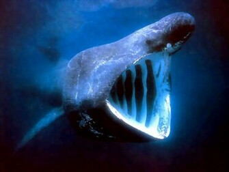 Wallpaper Pc Computer Shark Fear