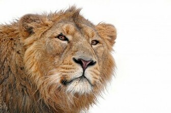 Lion Face Eyes White Background Wallpaper