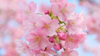 Spring Is Coming HD