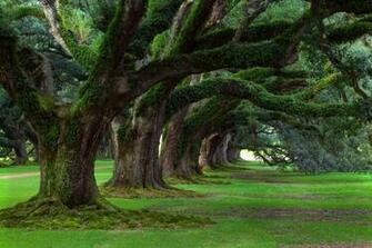 Oak Tree Moss HD Wallpaper Background Image