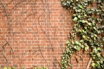 Ivy Brick