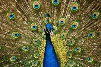 Elegant Peacock Computer Wallpaper Desktop Background