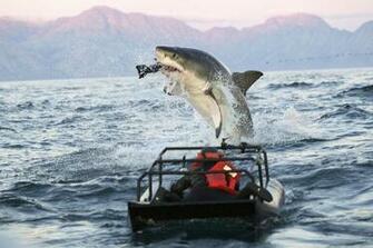 Photos Air Jaws Apocalypse Captures Lunging Sharks