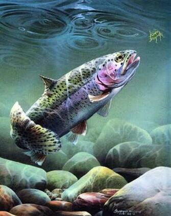 Fly Fishing Trout Graphics Code Comments