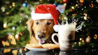 Pics Photos Cute Dog Christmas HD Wallpaper