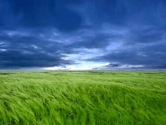 Campo D Orzo Verde Sfondi Wallpaper Country Landscapes