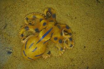 Blue Ring Octopus Wallpaper The Ringed