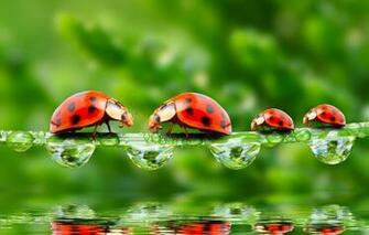 Wallpaper Greens Drops Macro Insects Rosa Reflection