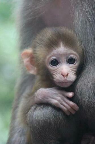 Cute Baby Monkey