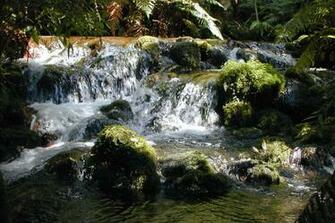 Trout Stream Nz