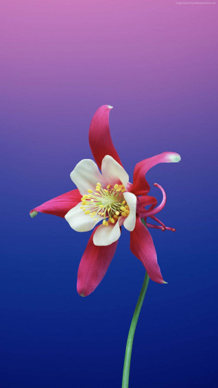 iPhone Flowers Wallpaper