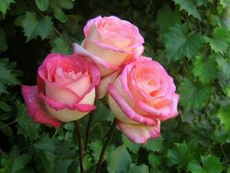 Roses Bouquets Wallpaper