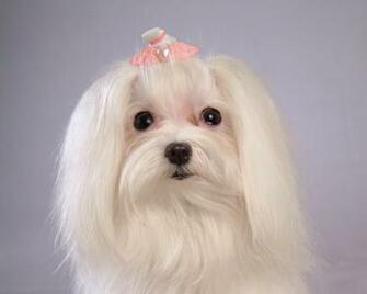 Maltese Dog Desktop Wallpaper And Stock Photos