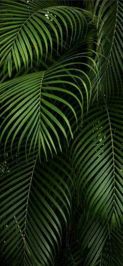 Best Vegetation iPhone X Wallpaper HD