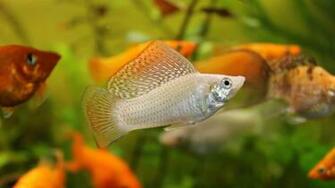 Wallpaper Mollienesia 5k 4k 8k Fish Aquarium Water