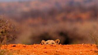 Lioness Panthera Leo Hiding Jaci S Tree Lodge Madikwe Game