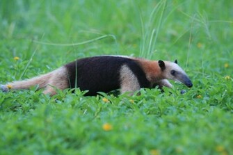Anteater Wallpaper