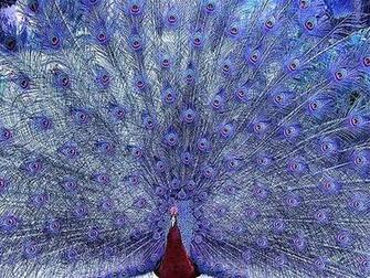 Peacock Blue High Quality And Resolution Wallpaper On