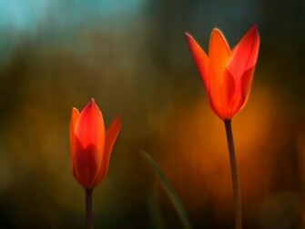 Fire Flowers HD Wallpaper