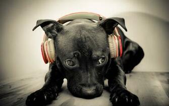 Black Dog Headphones Music Wide High Quality Wallpaper Photos For
