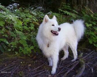 Samoyed Wallpaper Puppy Pictures Breed Info