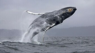 Humpback Whale Wallpaper