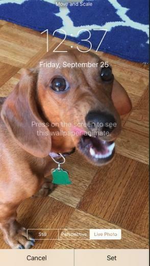 To Set Live Photos As Your Wallpaper On iPhone 6s And Plus