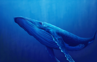 Humpback Whale Wallpaper By Kmalmsten