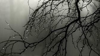Rain Nature Wood Wallpaper HD Desktop And Mobile Background