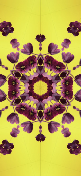 Official Ios Wallpaper For Your iPhone