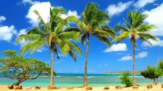 Palm Trees Desktop Background For HD Wallpaper Wall Art