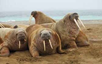 Walrus Wallpaper