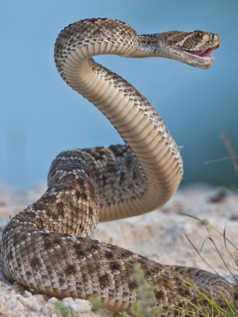 Rattlesnakes Trick Humans Into Thinking They Re Closer Than Are